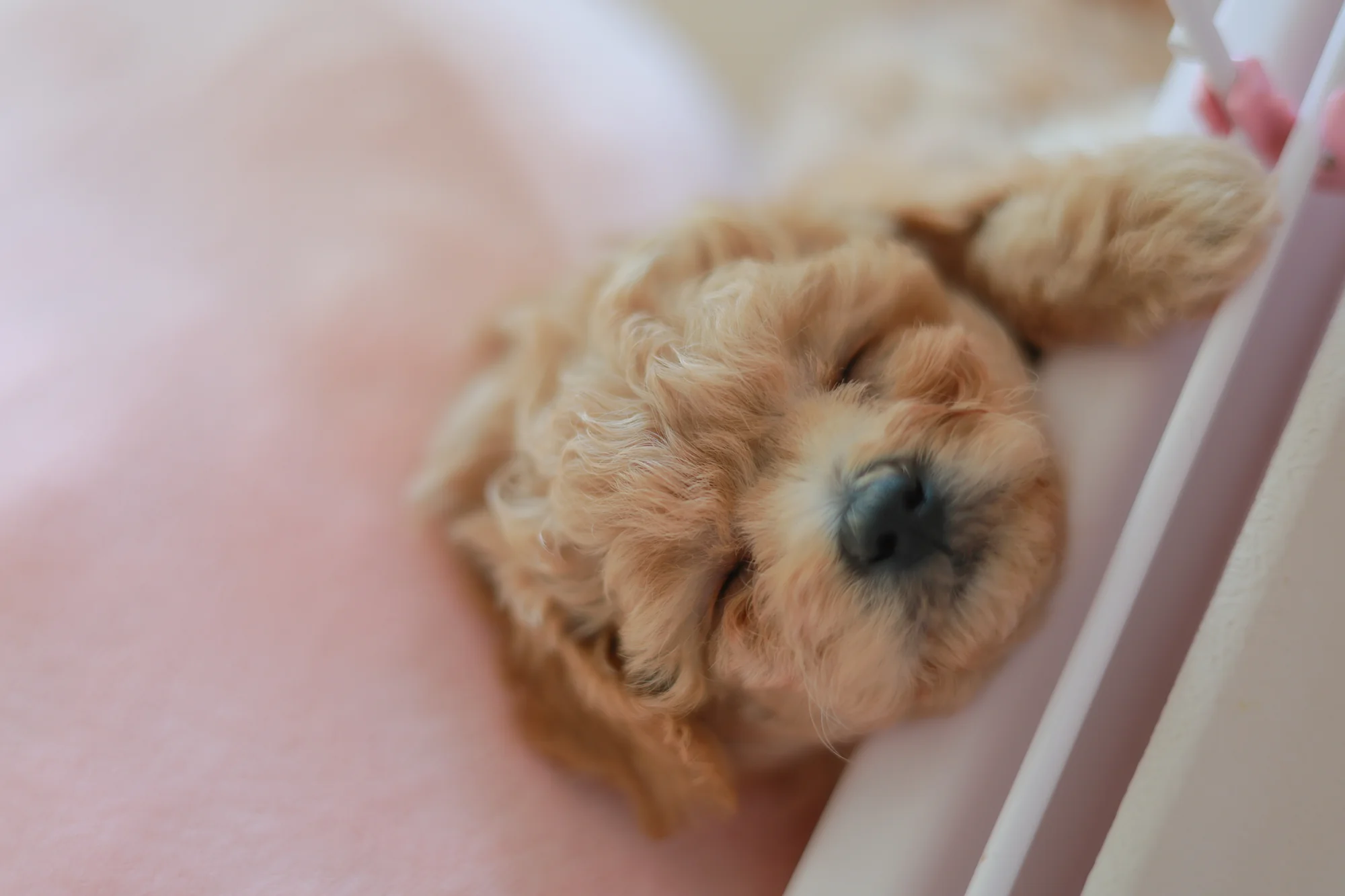 トイプードルの子犬