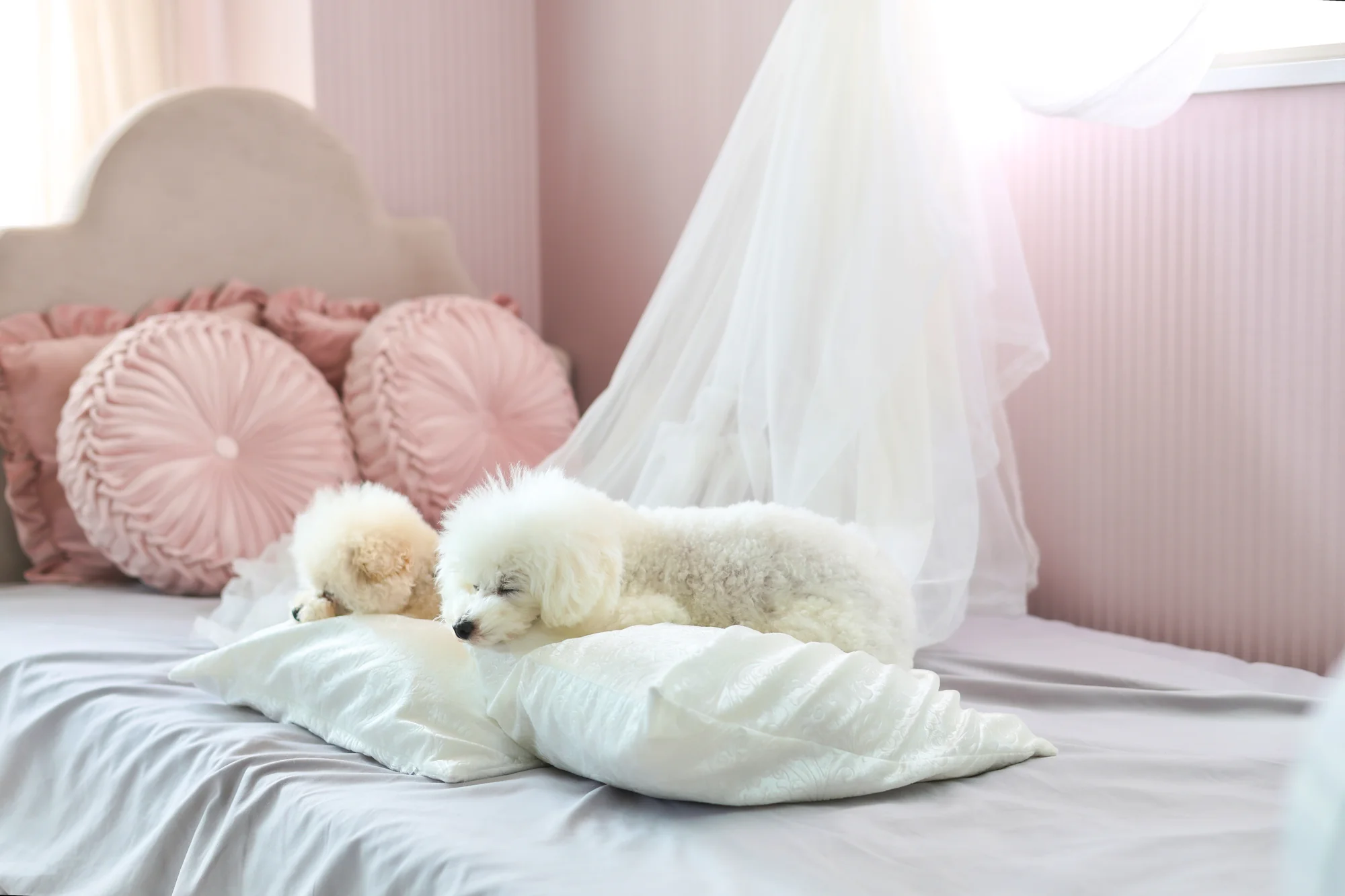 POODLE CUTEの子犬