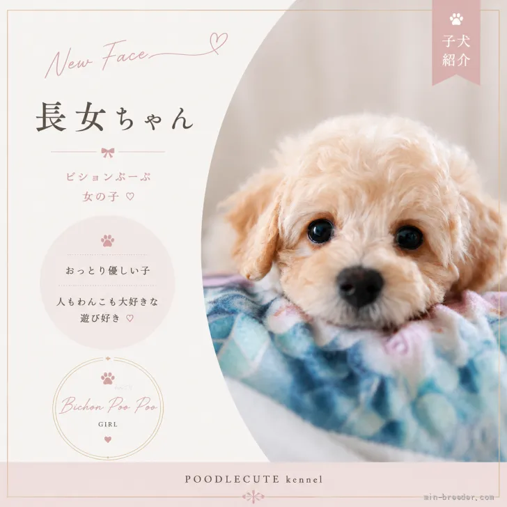 ビションプープーの女の子